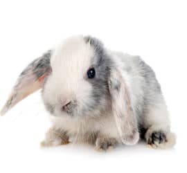 Kaninchenzucht – ein Hobby für alle Tierfreunde
