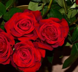 Rosen züchten – ein dekoratives und duftendes Hobby