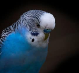 Ziervögel halten – das sollten Vogelfreunde beachten